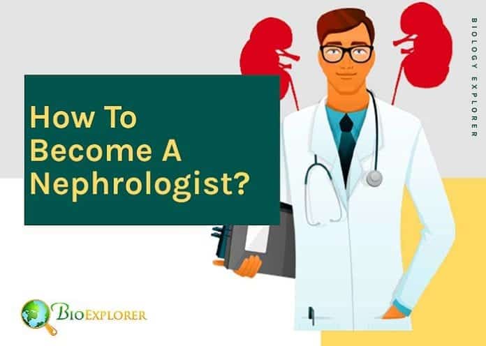 How to become a nephrologist?