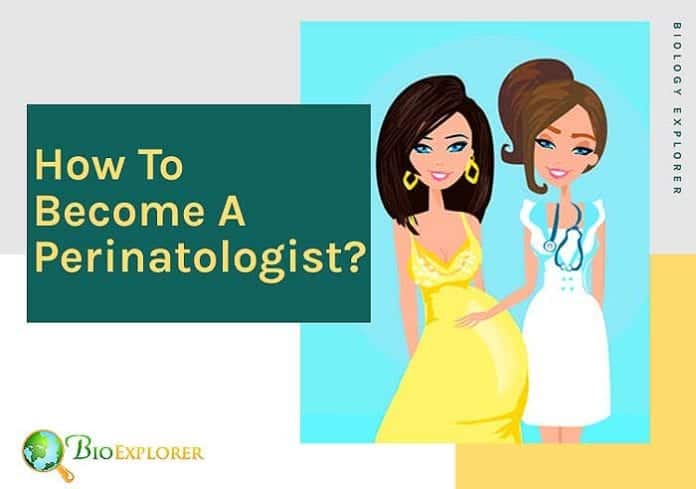 How to become a perinatologist?