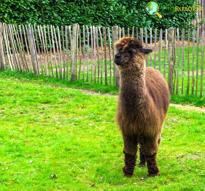 Huacaya Alpaca