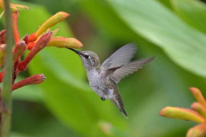 Hummingbird Drinking From Kangaroo Paw Flower