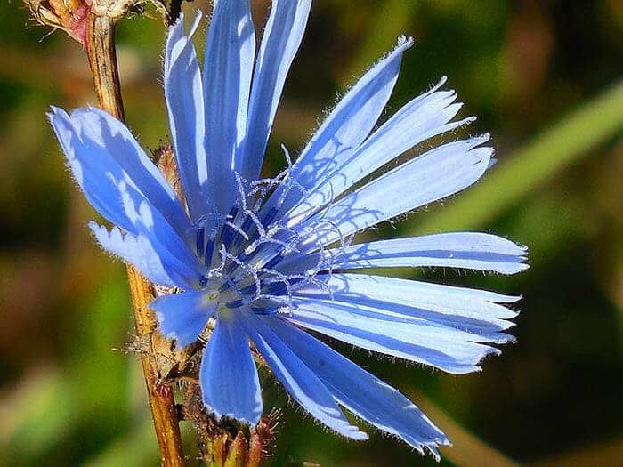 Hurt Sickle Flower