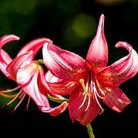 hybrid Lilies