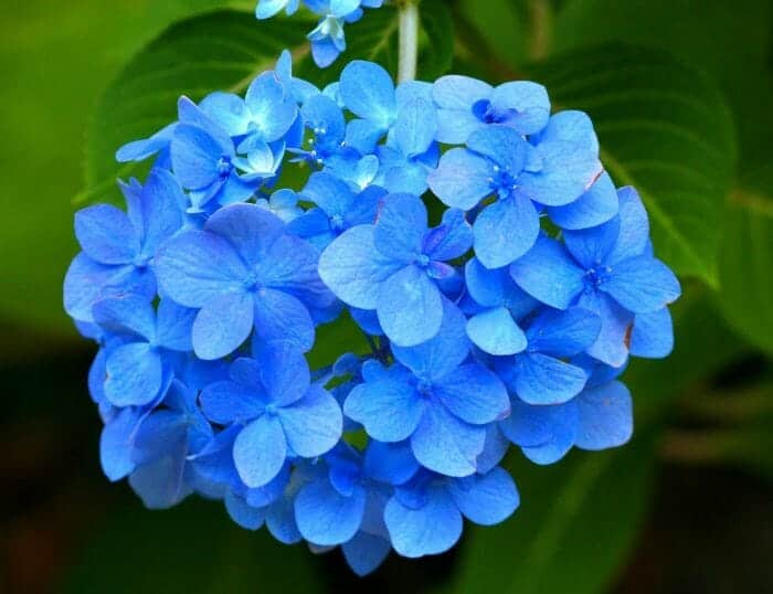 Hydrangea Flowers