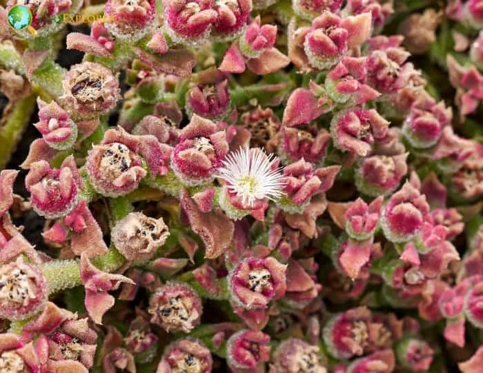 Ice Plant Flowers