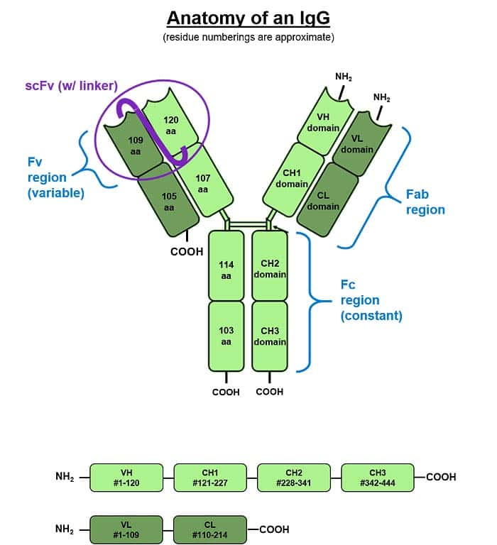 IgG Structure