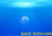 Immortal Animals