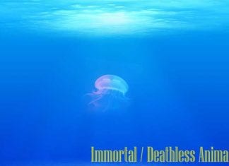 Immortal Animals