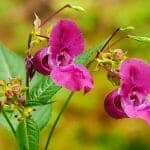 Indian Balsam Flower