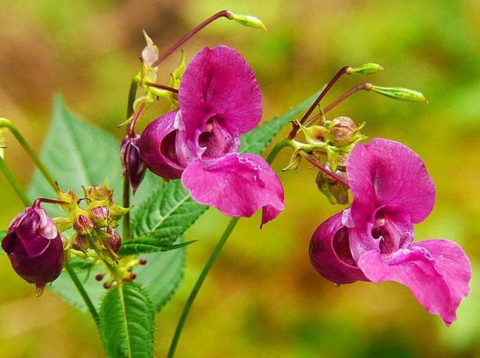 Indian Balsam Flower