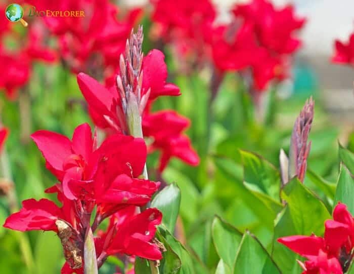 Indian Cane Flowers