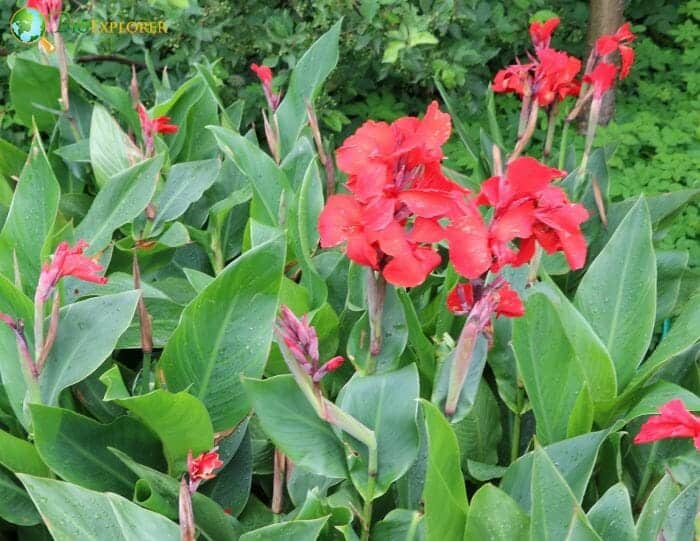 Indian Cane Flowers