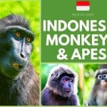 Indonesia Monkeys and Apes