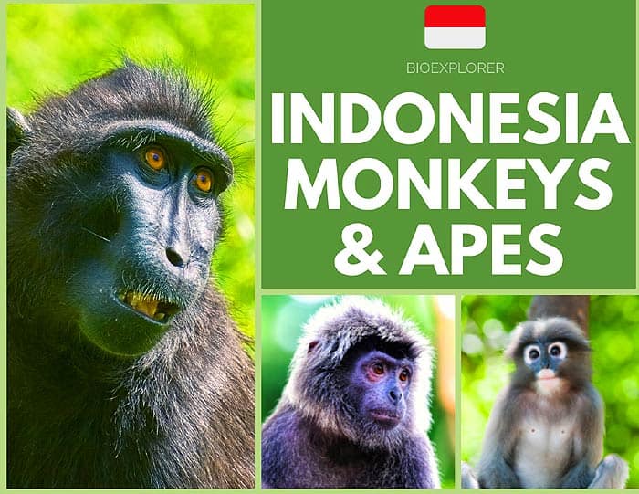 Indonesia Monkeys and Apes