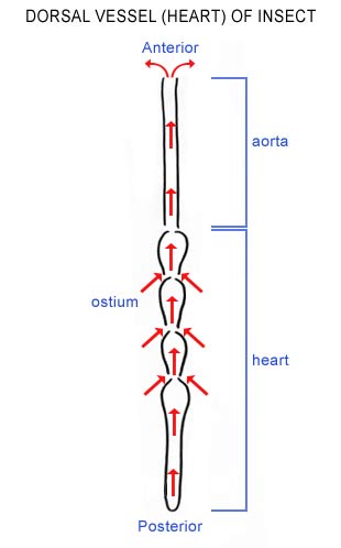 Insect Heart