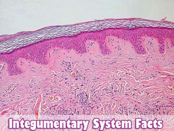 Integumentary System Facts