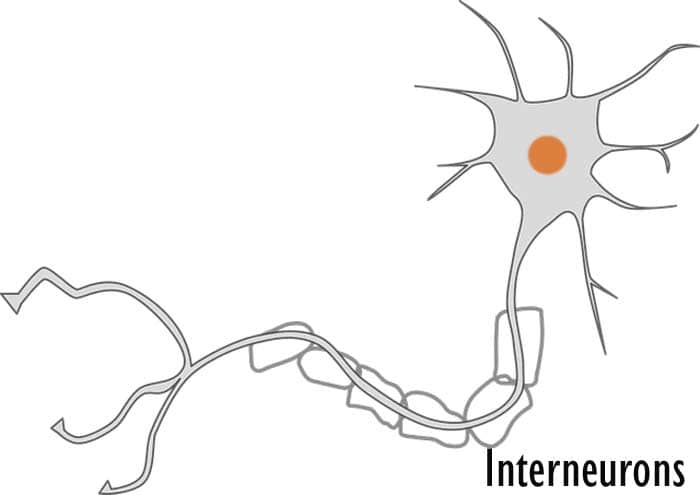 Interneurons diagram