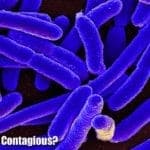 Is E.Coli Contagious?