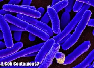 Is E.Coli Contagious?