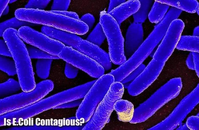 Is E.Coli Contagious?