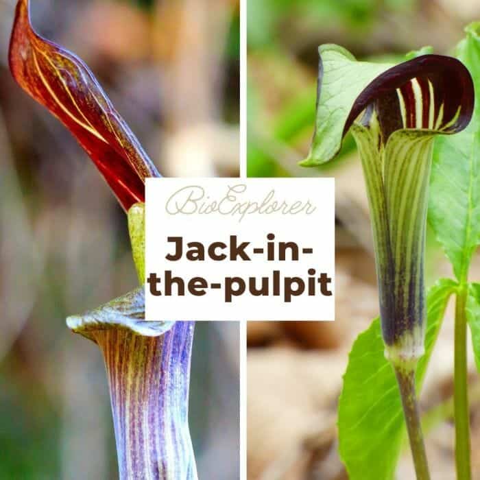 Jack In The Pulpit