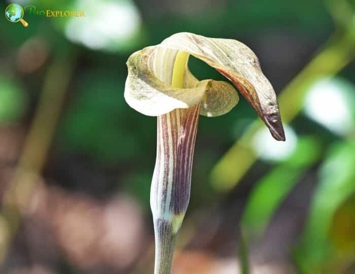 Jack In The Pulpit Flower