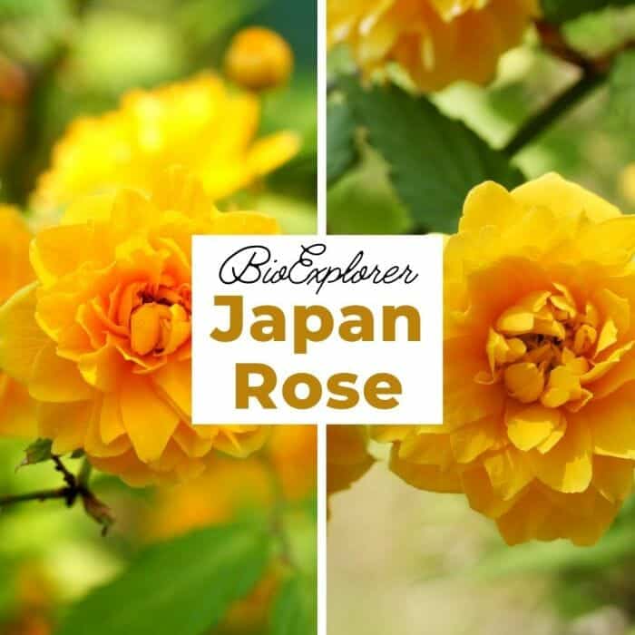 Japan Rose