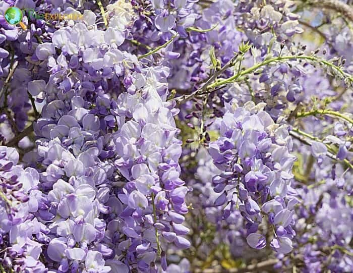 Japanese Wisteria Flowers