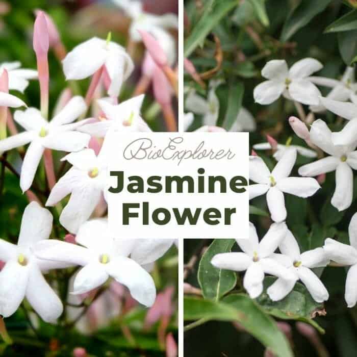 Jasmine