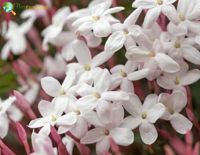 Jasmine Flower