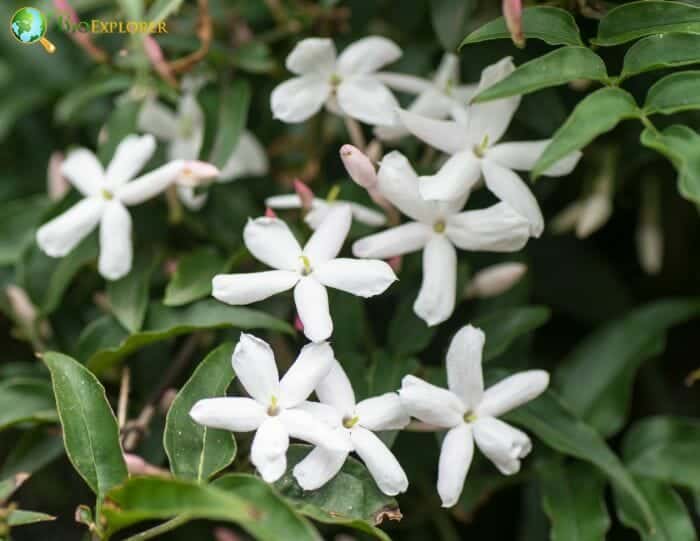 Jasmine Flowers