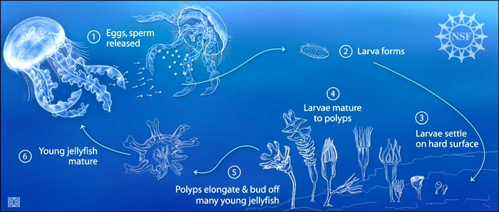 Jellyfish Life Cycle