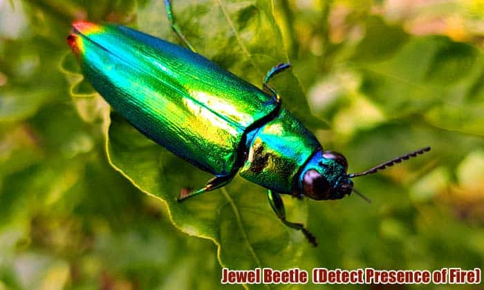 Jewel Beetle (Detect Presence of Fire)