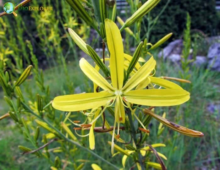 King's Spear Flower