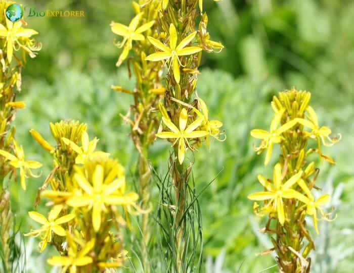 King's Spear Flowers