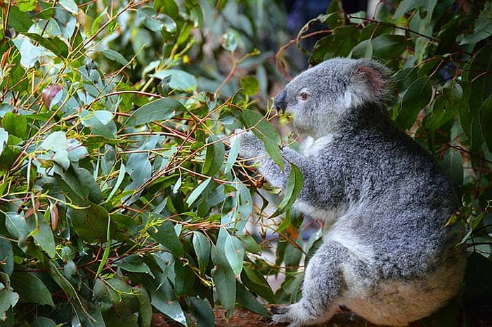 Koalas Diet