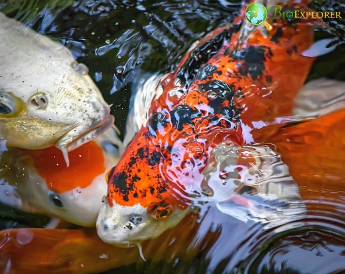 Koi Fish Food Chain