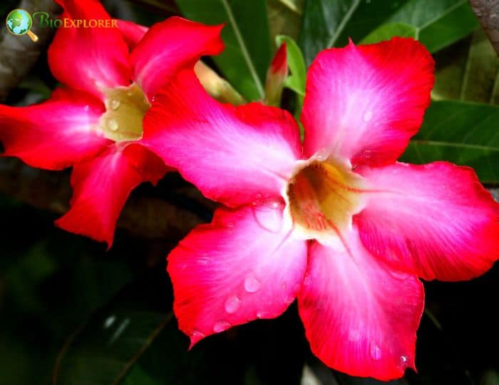 Kudu Flowers