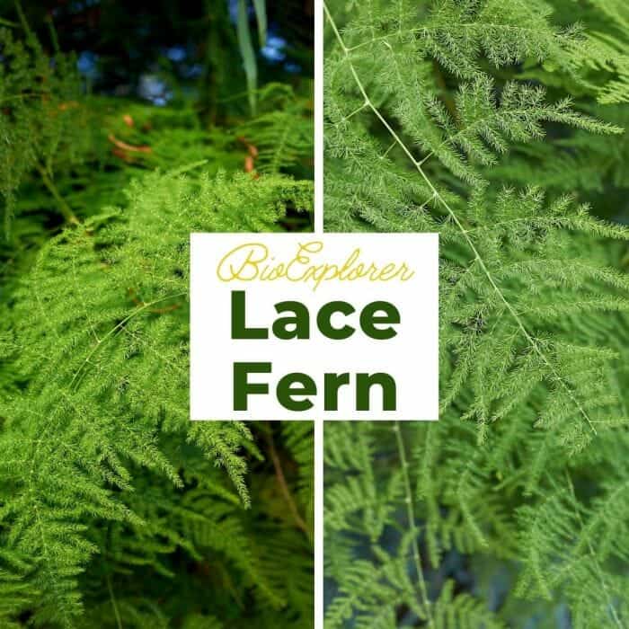 Lace Fern