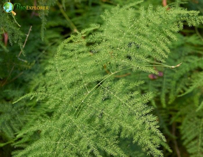 Lace Fern