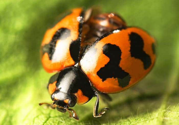 Lady Beetles Eating insects