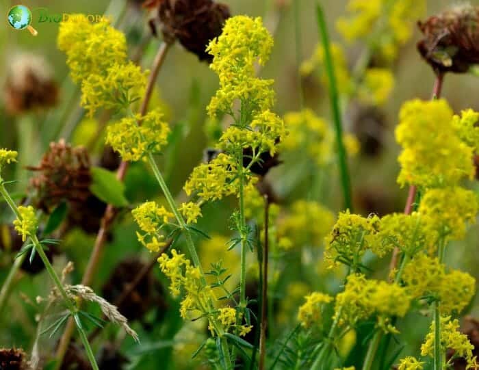 Lady's Bedstraw Flowers