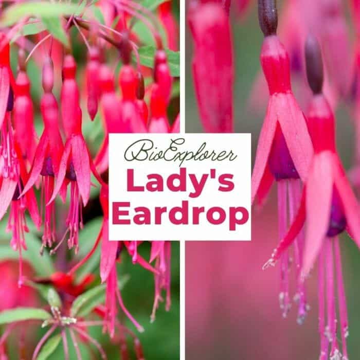 Lady's Eardrop