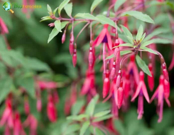 Lady's Eardrop Flowering Plant