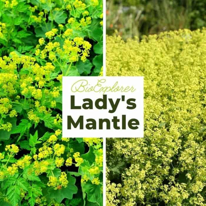 Lady's Mantle