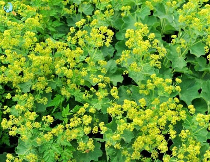 Lady's Mantle