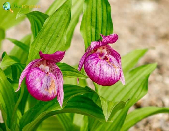 Lady's Slipper