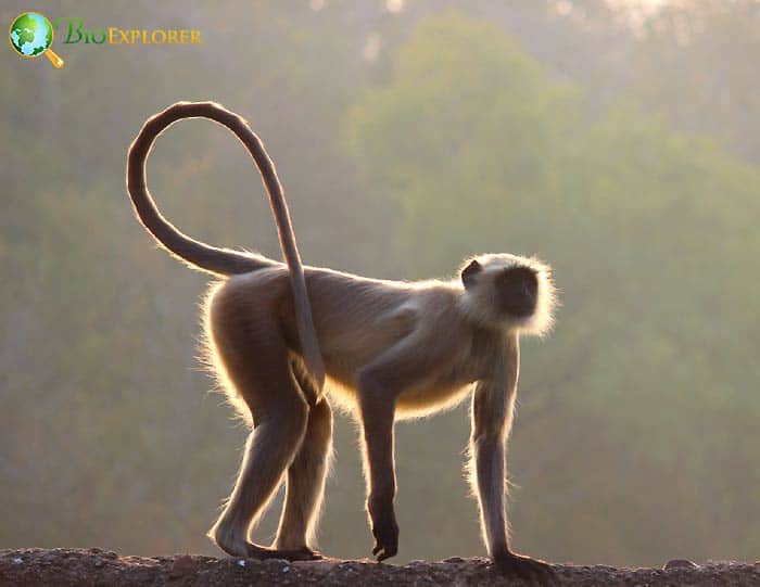 Langur conservation and threats