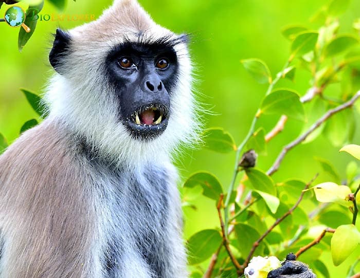 Langur Feeding Habits