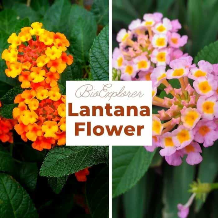 Lantana