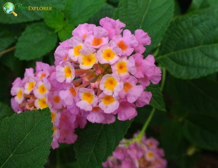 Lantana Flowers